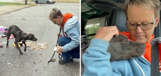 chien sauvé poubelles