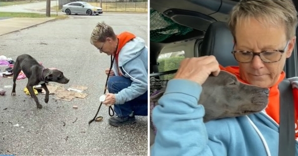 chien sauvé poubelles