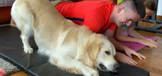golden retriever yoga