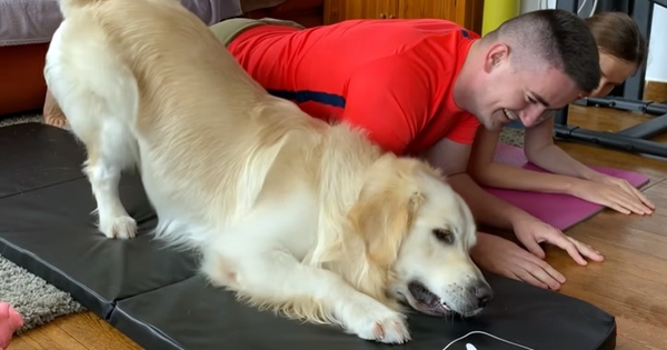 golden retriever yoga