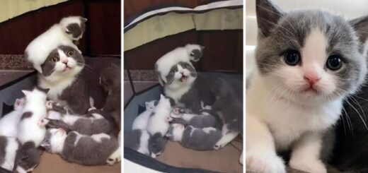 maman chat 7 bébés