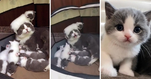 maman chat 7 bébés