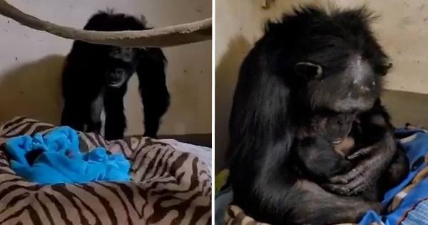 maman chimpanzé bébé