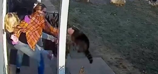 raton laveur atttaque fille