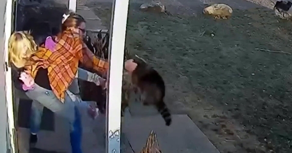 raton laveur atttaque fille