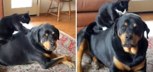 chat massage rott