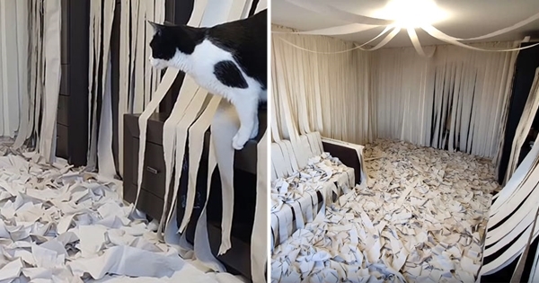 chat papier toilette