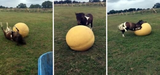 cheval joue ballon