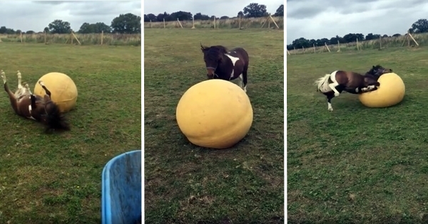 cheval joue ballon