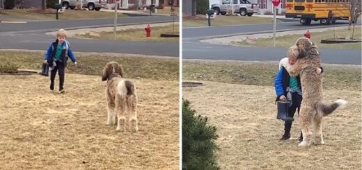 chien attend bus scolaire