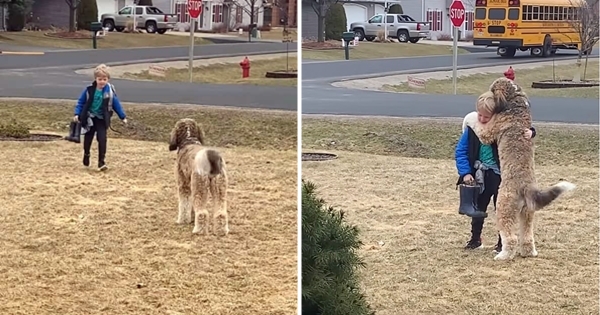 chien attend bus scolaire