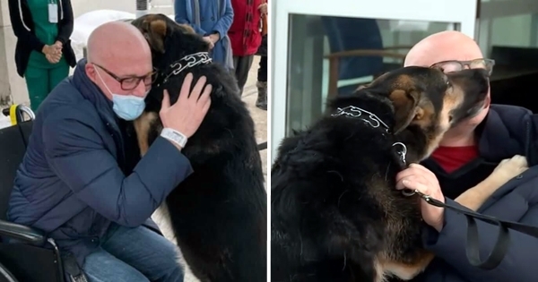 chien berger allemand avc