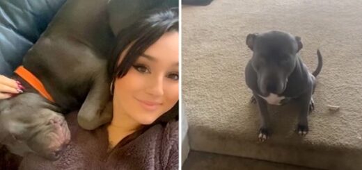 chien comprend que l'espanhol