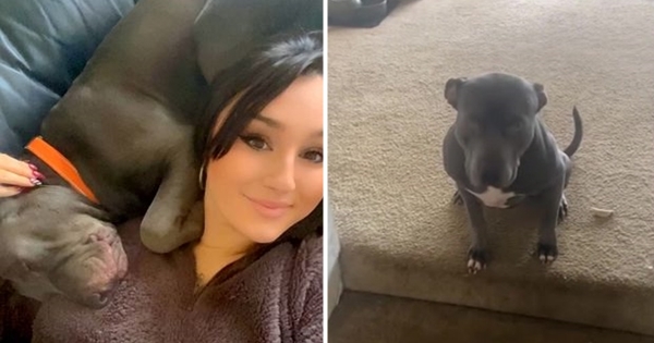 chien comprend que l'espanhol