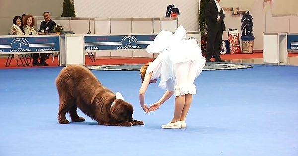 chien danse