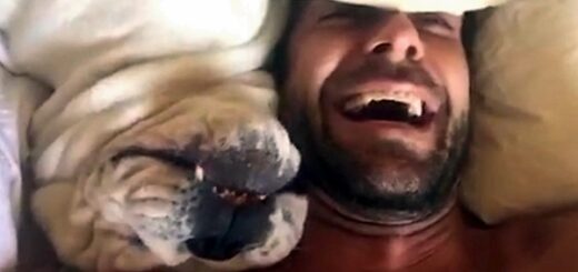 chien déteste se lever tôt