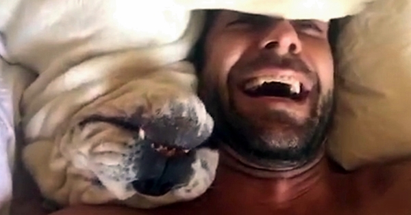 chien déteste se lever tôt