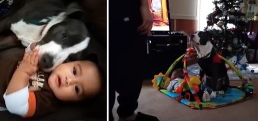 chien pitbull protège bébé