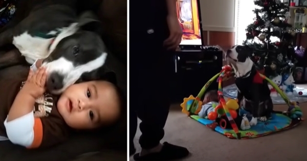 chien pitbull protège bébé