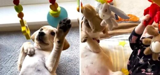 chiot bebe jouent ensemble