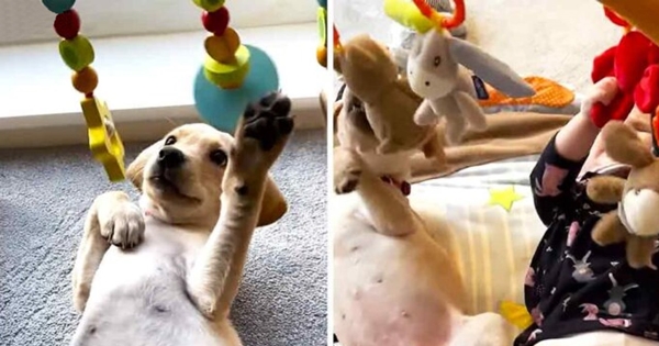 chiot bebe jouent ensemble