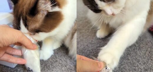 maman chat découvre les cendres de son bébé