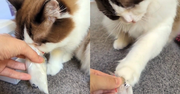 maman chat découvre les cendres de son bébé