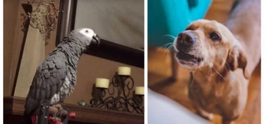 perroquet chien aboyer