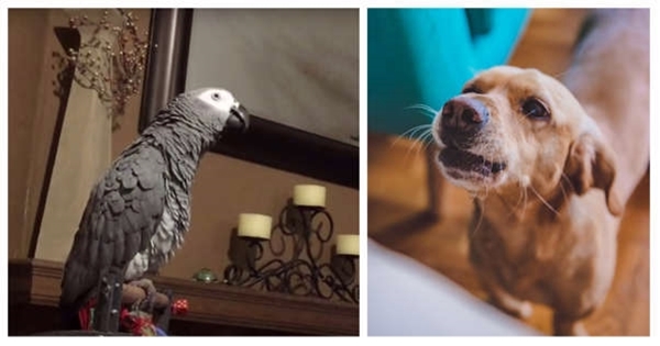 perroquet chien aboyer