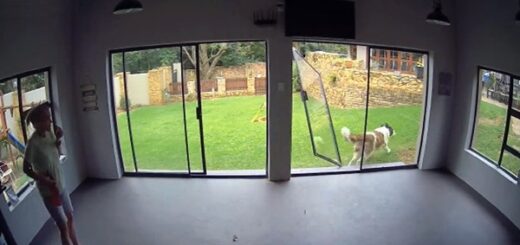 saint bernard porte vitrée