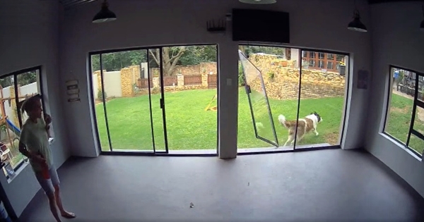 saint bernard porte vitrée