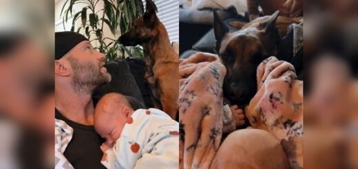 chien malinois bébé