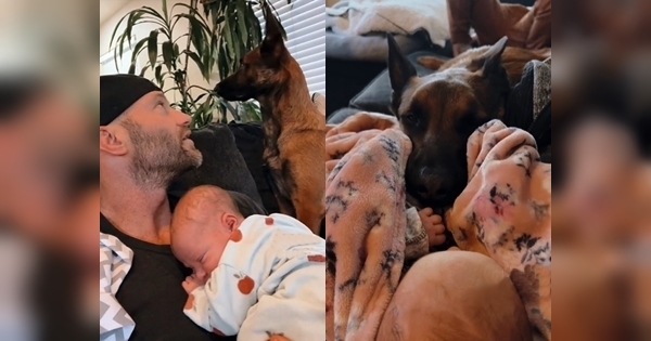 chien malinois bébé