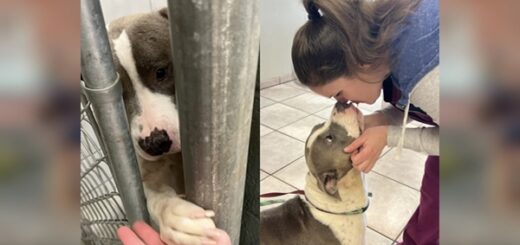 chien patte barreaux