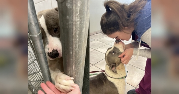 chien patte barreaux