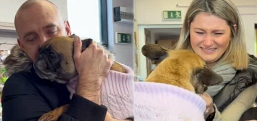 chien retrouvé bouledogue