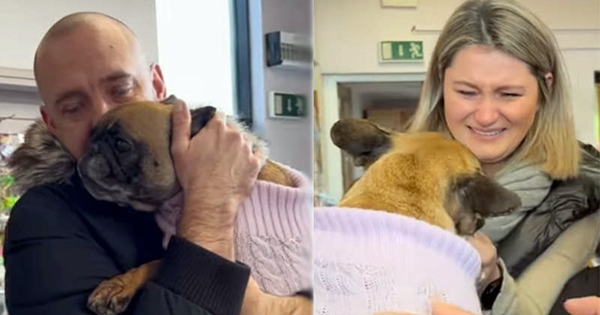 chien retrouvé bouledogue