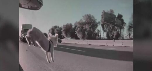 chien voiture autoroute