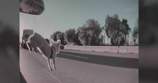 chien voiture autoroute