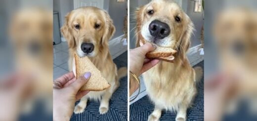 golden retriever sandwich