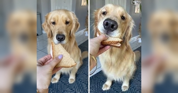 golden retriever sandwich