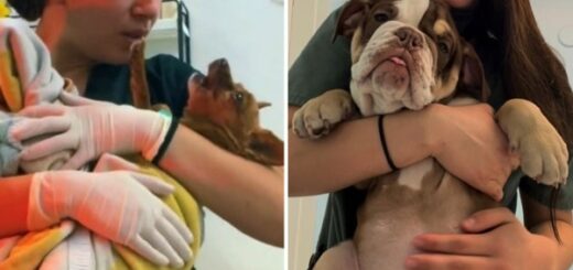 vétérinaire réveille anésthesie