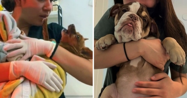 vétérinaire réveille anésthesie