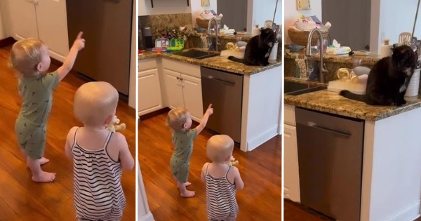 bébé réprimande chat