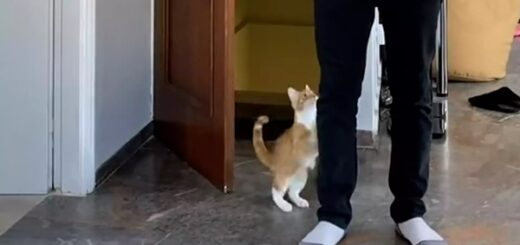 chat réception touchante