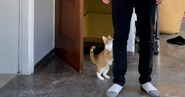 chat réception touchante