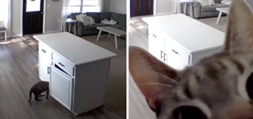 chat renverse camera 2