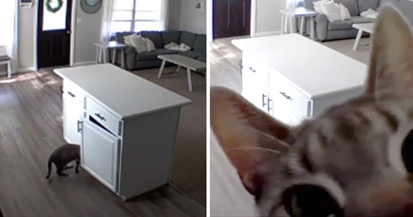 chat renverse camera 2