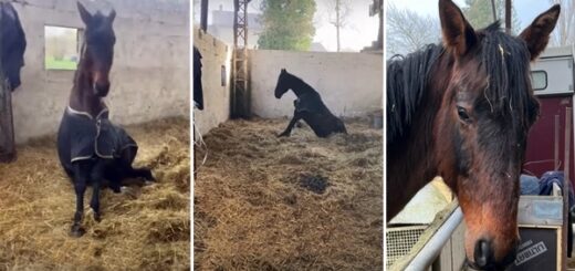 cheval besoin d'aide