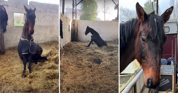 cheval besoin d'aide